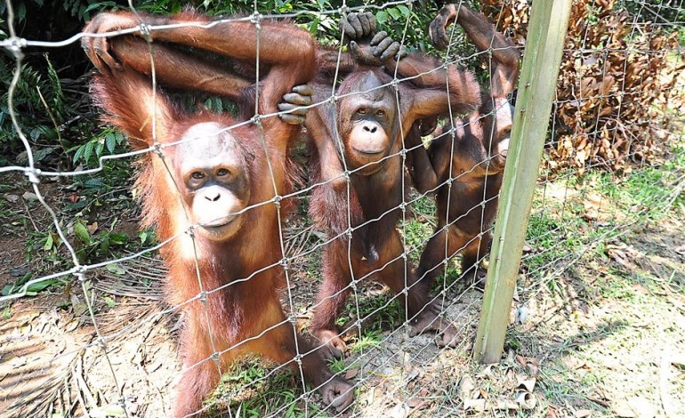 orang utan