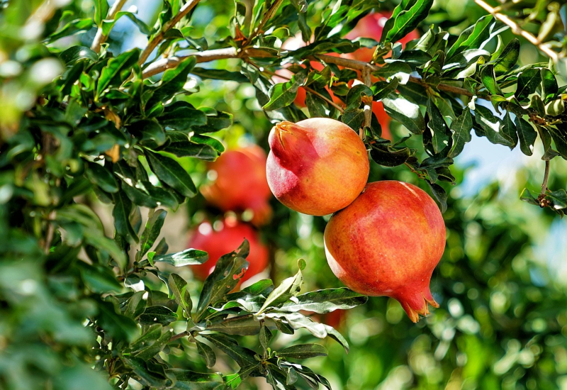 Pokok delima dengan buah yang sedang membesar