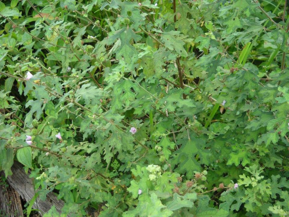 Gambar pokok kelulut (urena lobata) yang tumbuh meliar di kawasan semak dengan buah berbulu halus.