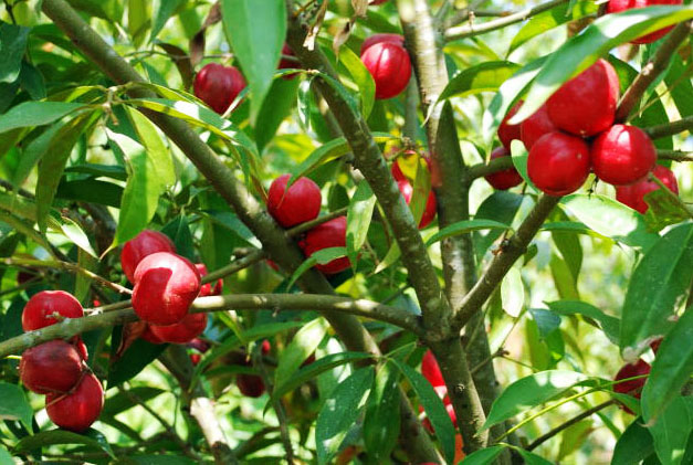 pokok mahkota dewa