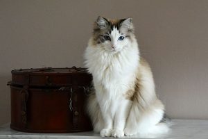 jenis kucing