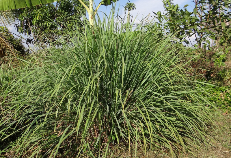 Rumpun serai