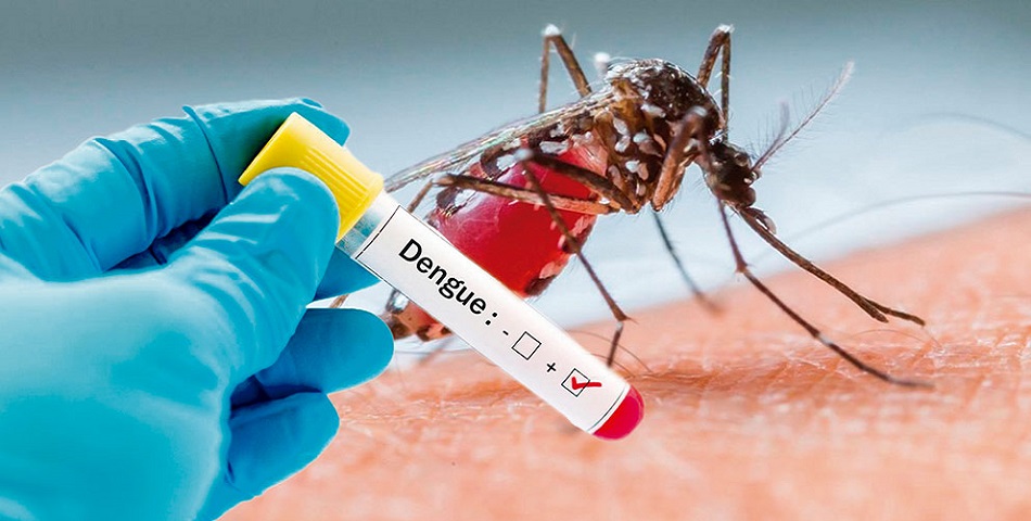 Gambar makroskop seekor nyamuk Aedes aegypti yang sedang menghisap darah manusia.