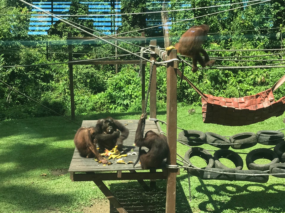 pusat pemuliharaan orang utan sepilok - tempat menarik sabah