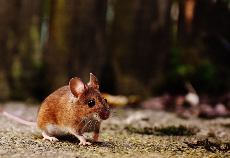 Ilustrasi seekor tikus berwarna coklat berhampiran perangkap dan bahan semula jadi penolak serangga.