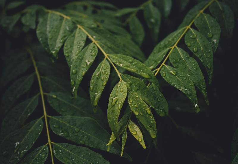 Pokok daun kari segar yang ditanam di dalam pasu