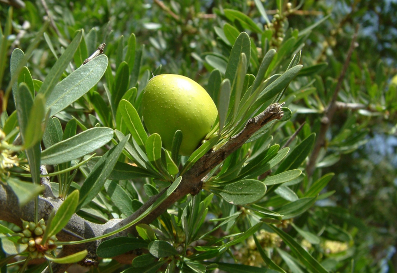 Botol minyak argan dengan biji argan