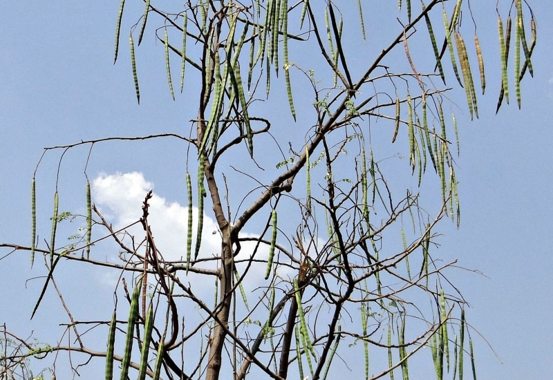 Pelbagai bahagian pokok Moringa dan manfaat kesihatannya