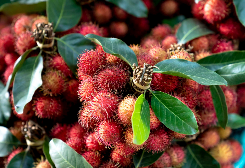 Buah rambutan merah yang segar