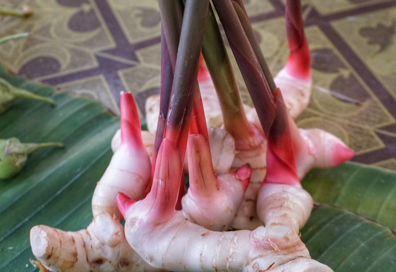 Imej rizom lengkuas segar yang biasa digunakan sebagai rempah dalam masakan