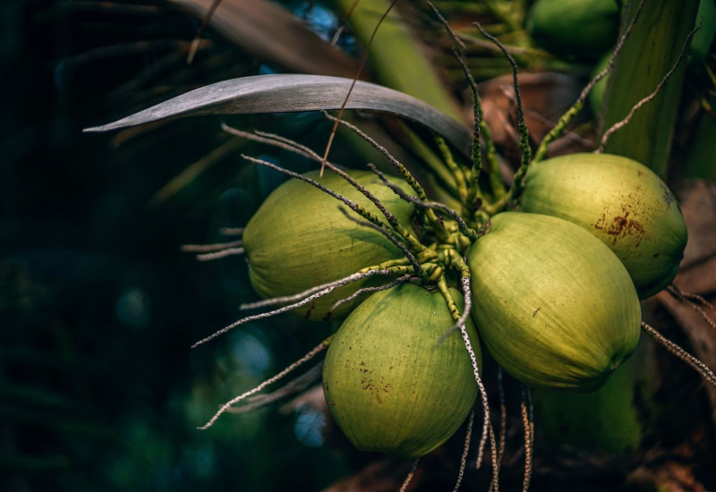 Buah kelapa muda hijau segar