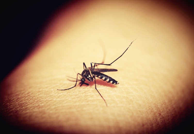 Pokok dukung anakan untuk merawat demam malaria
