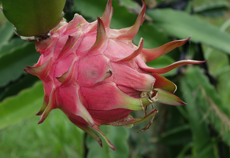 Buah naga merah segar yang dipotong