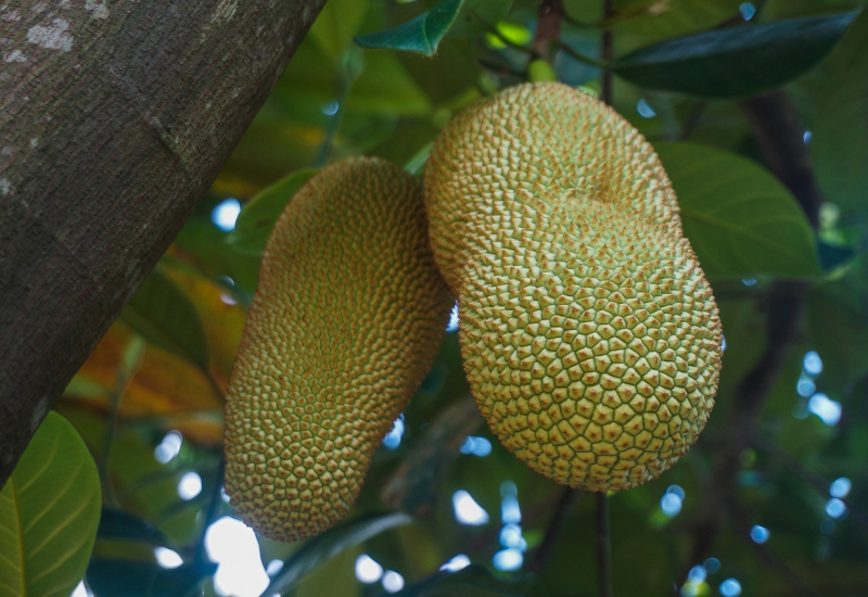 Isi cempedak kaya nutrien untuk penghasilan sel darah baru