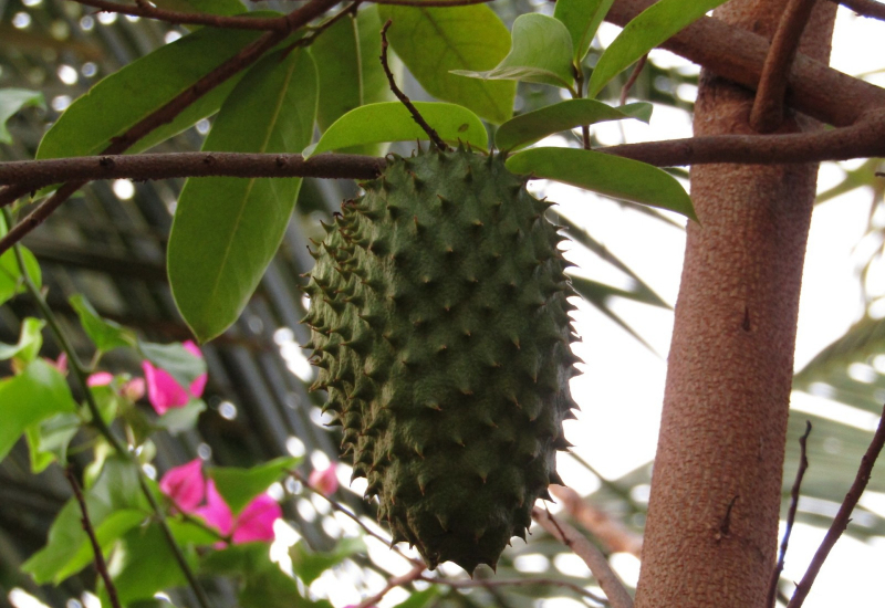 Buah durian belanda hijau berduri dipotong menunjukkan isi putih