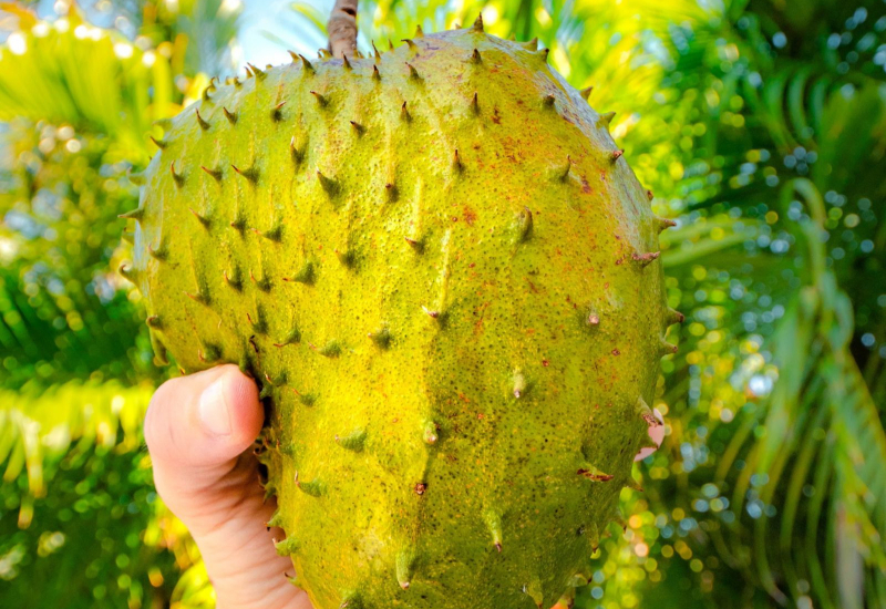 Buah durian belanda (soursop) yang telah dipotong menunjukkan isi berwarna putih