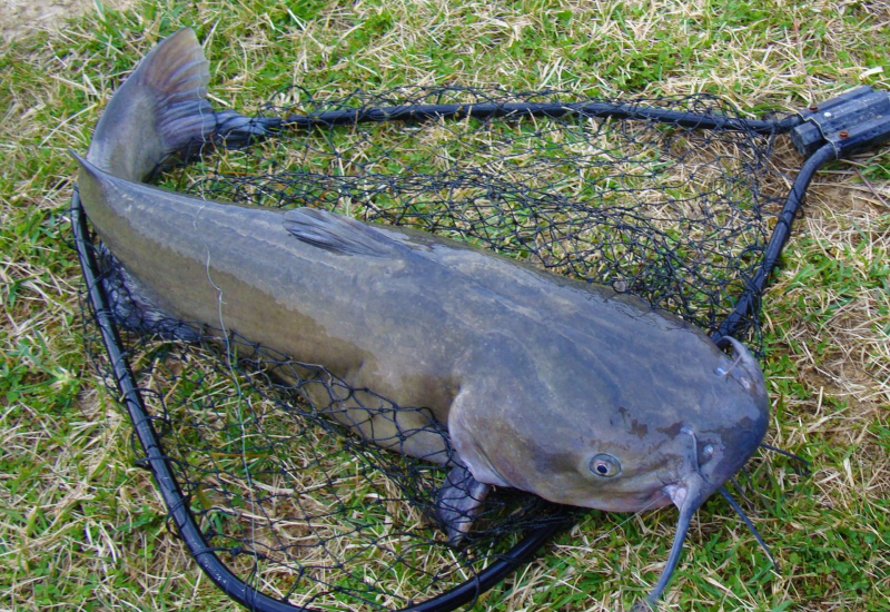 Ikan keli segar yang kaya dengan khasiat omega-3 untuk kesihatan