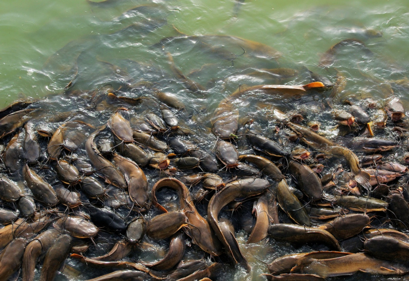 Ikan keli segar