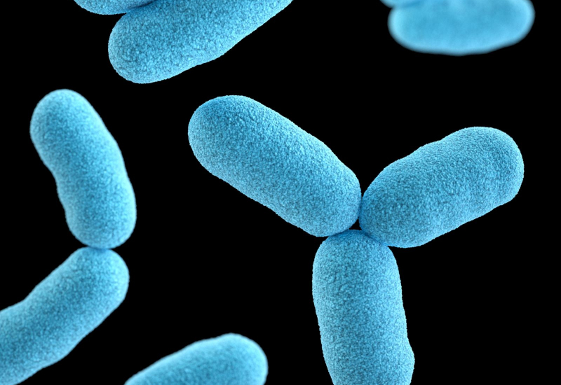 Kimchi segar mengandungi probiotik semula jadi