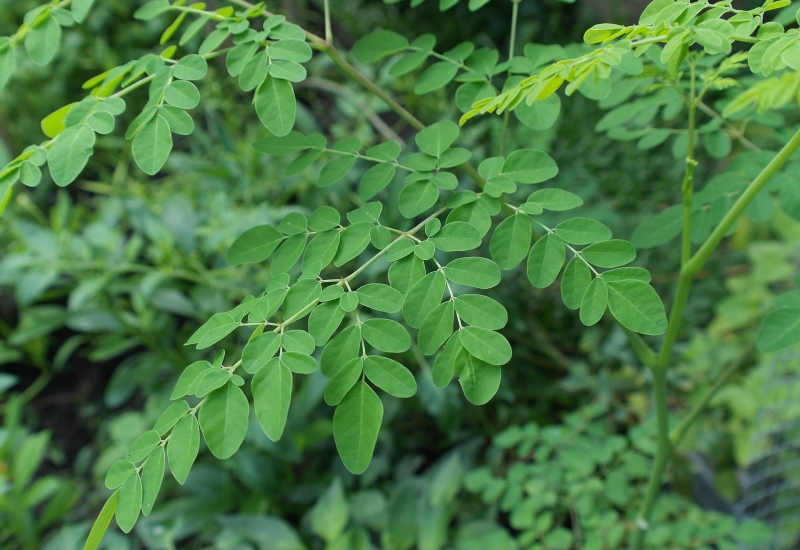 Gambar daun Moringa (pokok kelor) yang hijau dan lebat bersaiz kecil