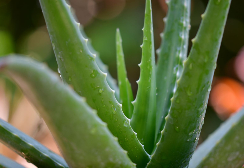 Pokok aloe vera atau lidah buaya segar dipotong menunjukkan gel lutsinar di dalamnya.
