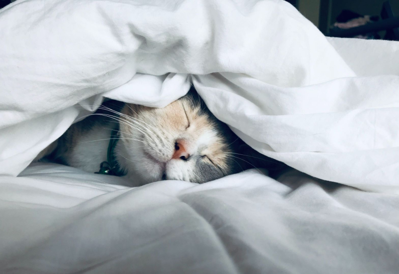 Orang sedang lena tidur pada waktu malam