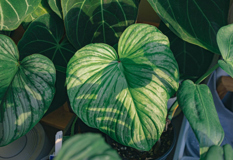 Daun pokok Homalomena Rubescens berwarna hijau