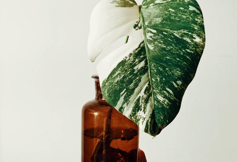 Daun Alocasia Macrorrhiza Variegata berbelang