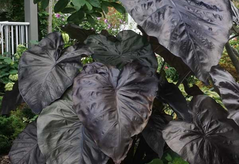 Daun keladi Black Coral berwarna gelap