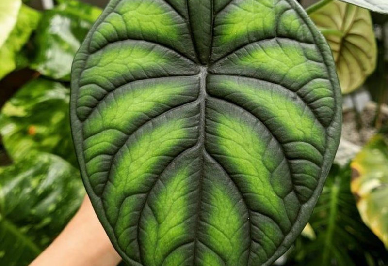 Daun Alocasia Dragon Scale bertekstur seperti sisik