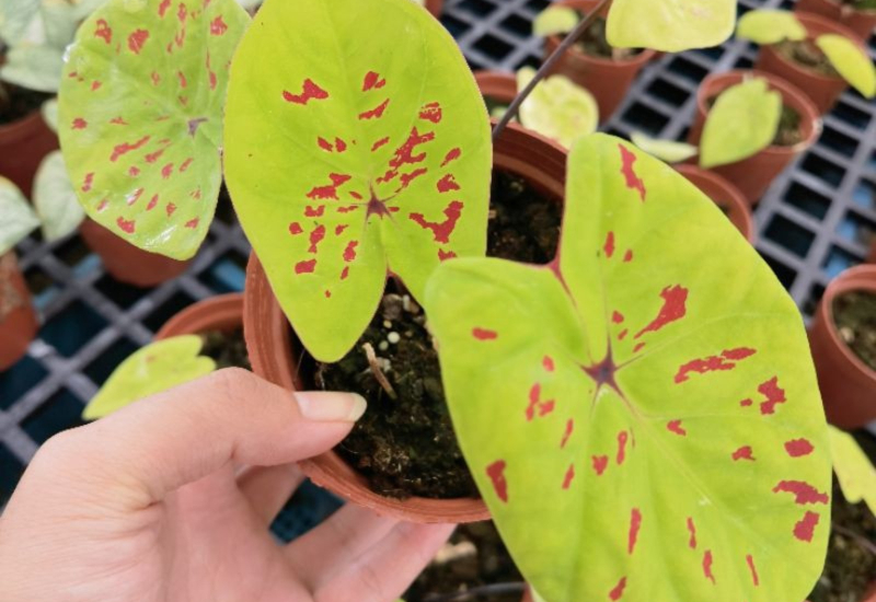 Pokok bunga hiasan dalam pasu cantik
