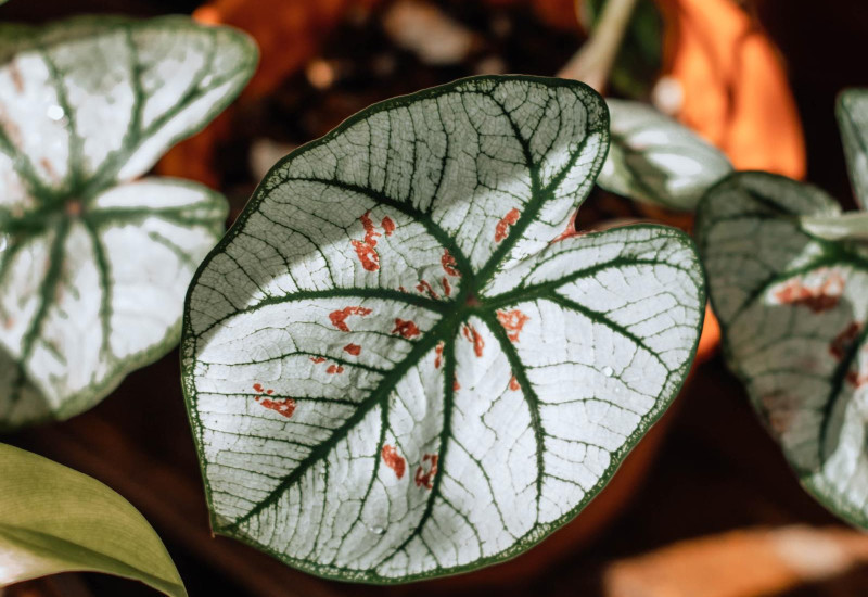 Kolleksi pelbagai jenis pokok keladi hiasan yang berdaun cantik dan berwarna-warni.