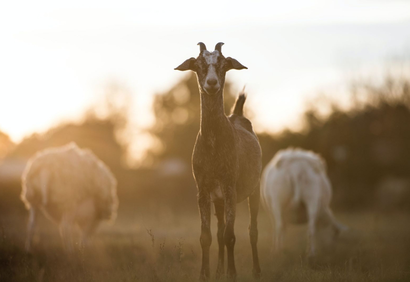 Segelas susu kambing dengan susu kambing segar dan keju di atas meja kayu.