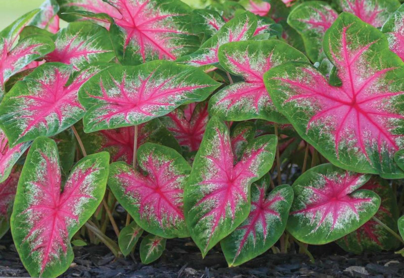 Daun keladi Angel Wings