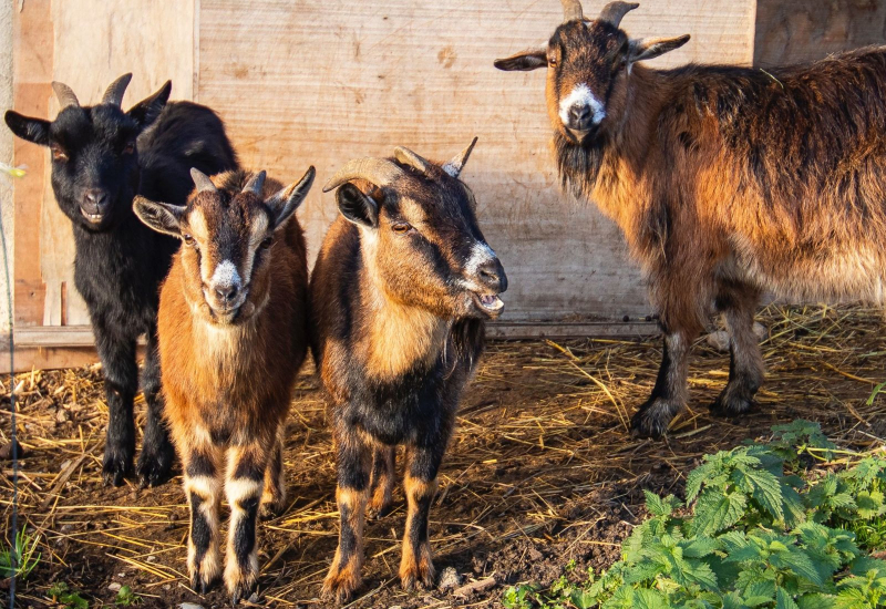 Segelas susu kambing tulen yang sedap dan menyegarkan