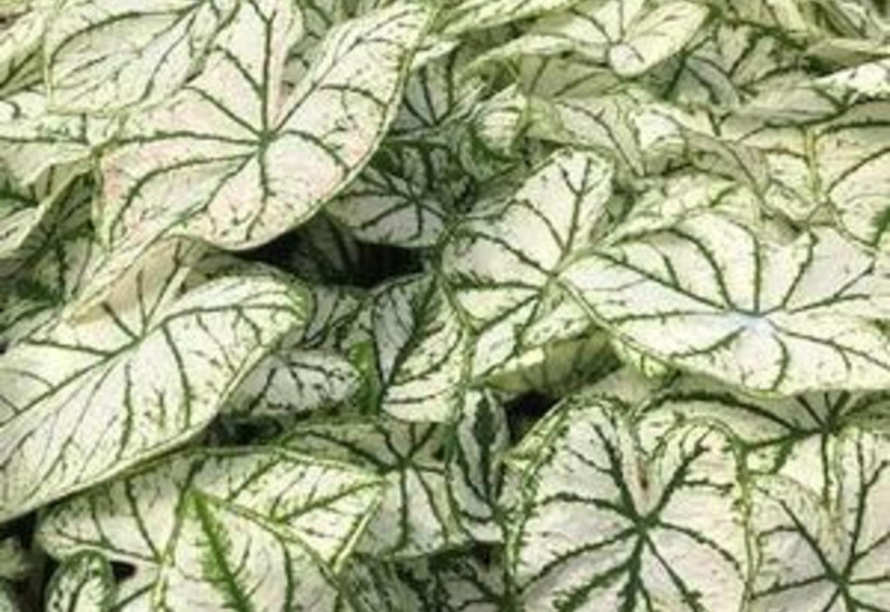 Daun keladi White Christmas berwarna putih
