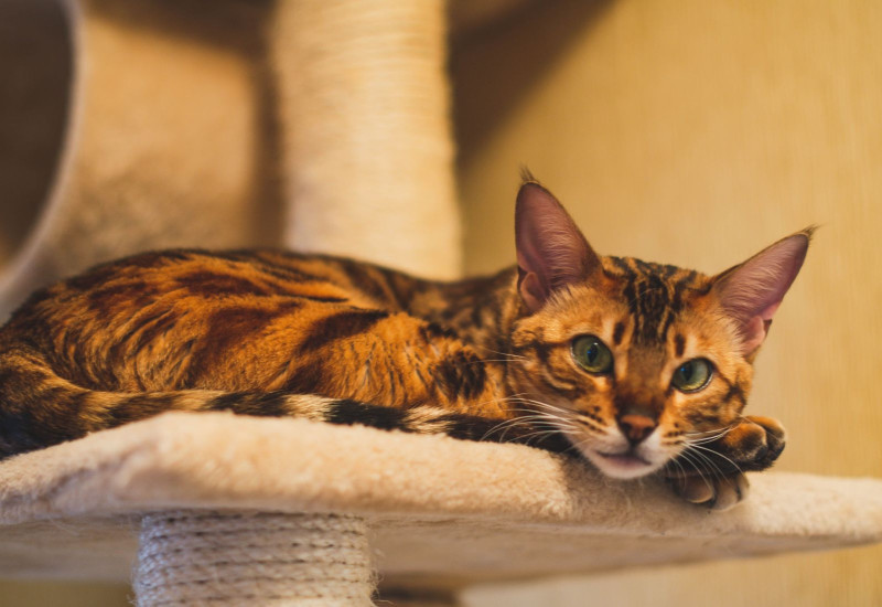 Gambar kucing Bengal dengan corak bulu mirip harimau bintang sedang duduk