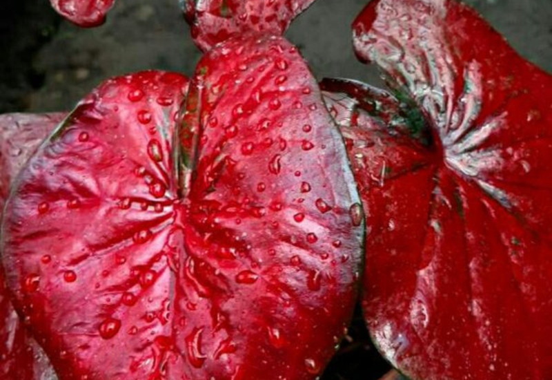 Daun keladi Red Stardust dengan urat merah