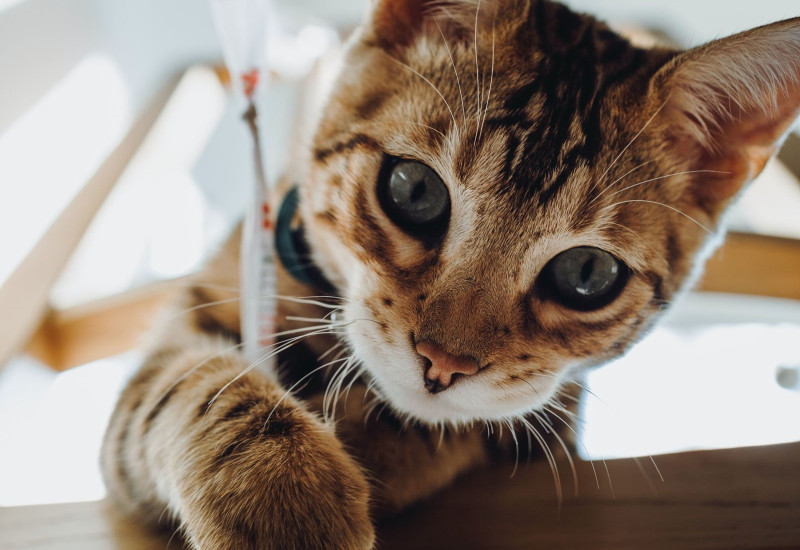 Kucing Bengal menunjukkan ciri fizikal dan corak belang