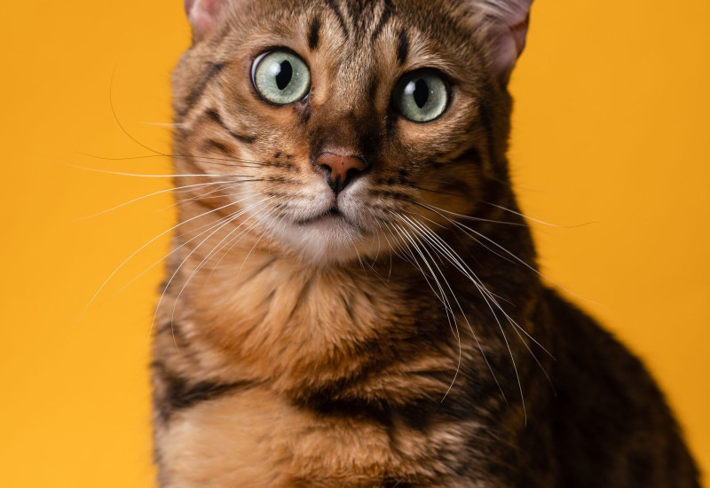 Kucing Bengal sedang bermain melakonkan sifat aktifnya