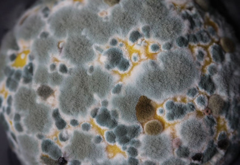 Kulit manusia yang dijangkiti fungus