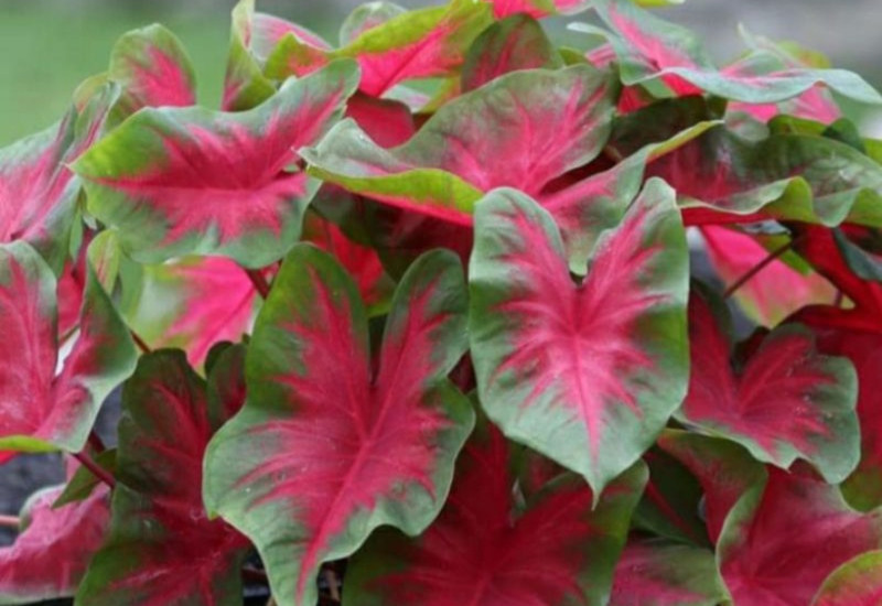 Daun keladi Pink Burst berwarna merah jambu
