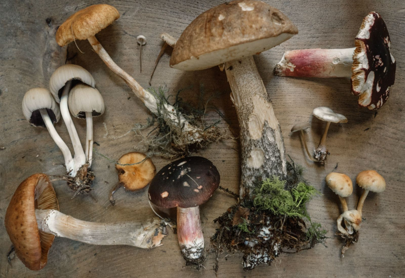 Ilustrasi spora fungus di permukaan