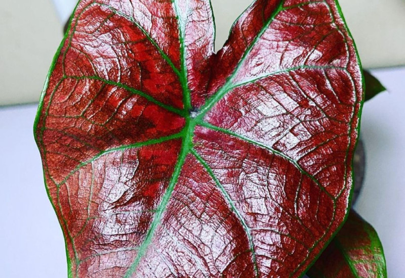 Daun keladi Green Spider