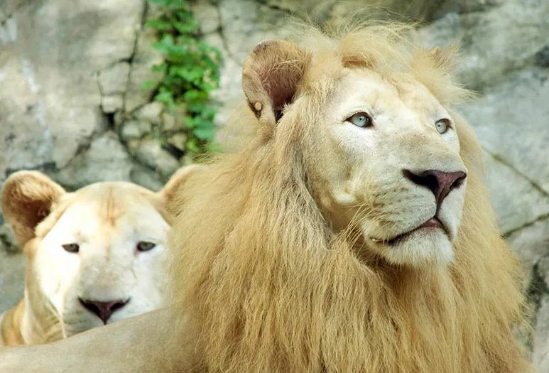 Haiwan liar di Sunway Lagoon Wildlife Park