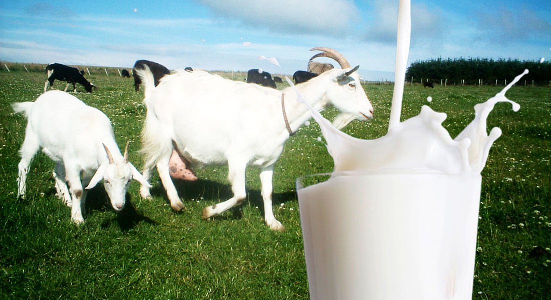 Sepinggan mangkuk kaca berisi susu kambing dengan susu ibu di sebelahnya untuk perbandingan khasiat bayi.
