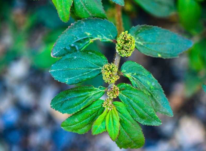 Gambar pokok susu nabi (euphorbia hirta) yang tumbuh meliar berdaun hijau kecoklatan