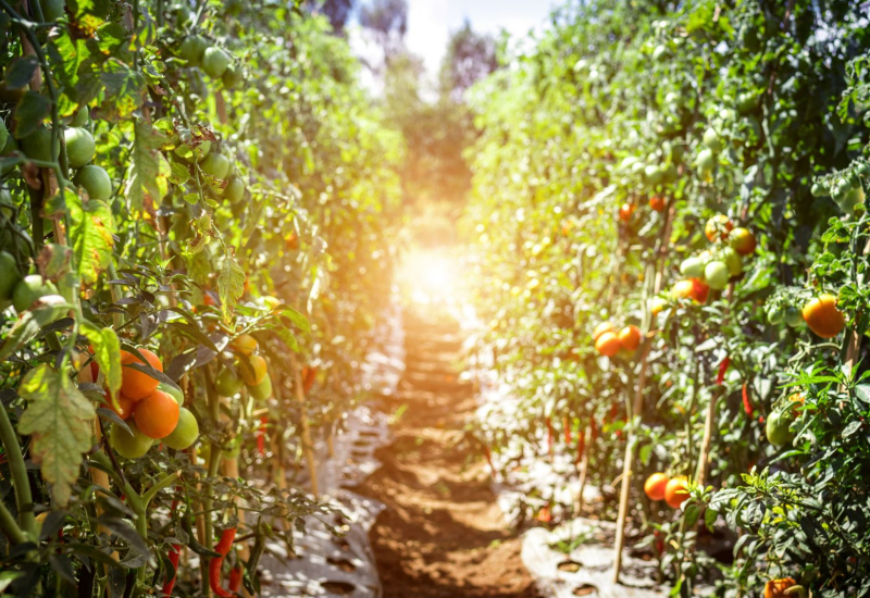 Buah tomato merah yang segar