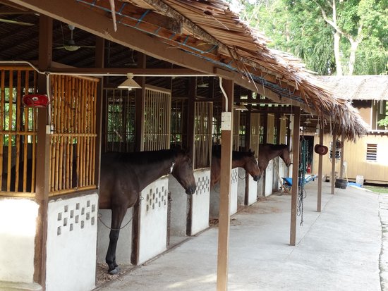 Kuda di Taiping Equine Park