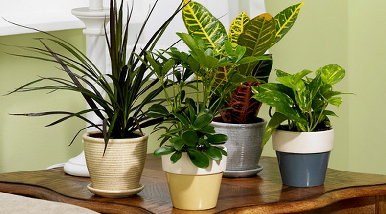 pokok hiasan dalam rumah